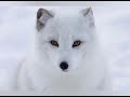 Save The Lovely White Foxes