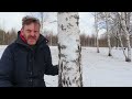 Silver/White Birch Trees are Amazing - Find Out Why.