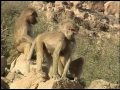 Hamadryas - The Sacred Baboon in Saudi Arabia (English)
