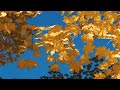 Enchanting Autumn Forests with Beautiful Piano Music🍁4K Autumn Ambience & Fall Foliage #2