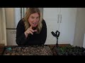 Make More Dahlias 🌿 How to take dahlia cuttings