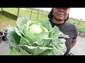 Cabbage Harvest