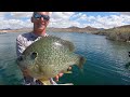 An ALMOST 4 POUND BLUEGILL!!!? (UNREAL)