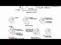 Cardiomyopathy Overview - types (dilated, hypertrophic, restrictive), pathophysiology and treatment