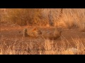 Must watch: Leopard catches screaming warthog