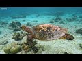 24 HOURS of 4K Underwater Wonders + Relaxing Music - The Best 4K Sea Animals for Relaxation