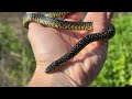 Mississippi and Louisiana Herping! Kingsnakes, Ratsnakes, and Corn Snakes Under Tin