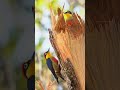 دارکوب. حیات وحش Yelow-fronted  #birdlovers #nestbuilding #instagram #birdstagram #birdlife