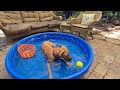 Nova gets a pool to cool down in Florida heat!