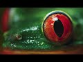 Frogs | Amphibian Palette: A Colorful Celebration