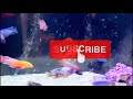 10 Tips to Keep African Cichlid Healthy || Expert Aquarist