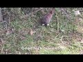Wild Rabbit Release 🐰