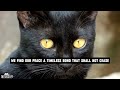 🖤 Black Cats: Myths, Beauty & Adoption Tips for Cat Lovers!
