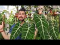 Growing a huge Alocasia Micholitziana 'Frydek'