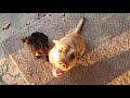 Cane Corso Puppy (Italian Mastiff)