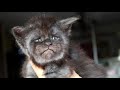 Extrem seltene, russische Maine Coon Katze wird geboren!