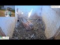 Watch This Stunning Male Kestrel Care For His Eggs In A Nest Box! 🥚