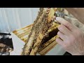 Beekeeping SWARM CONTROL & How To Save Queen Cells