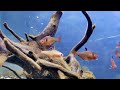 3 HOURS Stunning 4K Underwater footage + Music | Nature Relaxation™ Rare & Colorful Sea Life Video