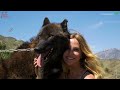 REAL LIFE DIREWOLF? / MEET THE 'NORTHAID' WOLF DOG