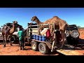 Camel expedition. Part 13. Rare Australian history photos.