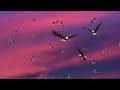Cat TV | Kitty Serenity: 3D Bird Ballet with Tranquil Tunes and Sounds 🦩🦅🦜🦆🦉 | 2 hours