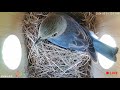 Birdhouse Camera Compilation 🐦 ~with Music 🎶 (TRAP MIX) #ebibleclubmusic #birdhouse