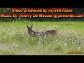 Deer Doe & Baby ( in HD ) September 2013