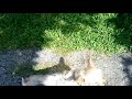 Cute Yorkie shows how he is good on making tricks!🐶💓 - Woody's vlogs