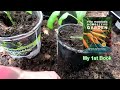 Get Massive Pepper Transplants Using a Sunken Cold Frame: How to Build It & How to Use It