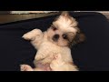 A Day in My Life | Shih Tzu Puppy