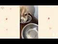 Hilarious Moments with Funny Animals 😍 Funniest Dogs and Cats Videos 😺🐶