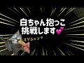 【白い迷い子猫】お腹がぺったんこに痩せた子猫が玄関で鳴き続けてたので抱っこしたら…