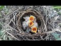 after the rain the baby birds are very hungry.bird eps 231