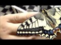 Butterfly & Moth Compilation: MY PETS!!!