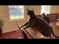 cats watch the birds prepare for migration 🐦‍⬛