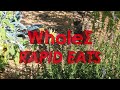 Whole Sum Rapid Eats: Pitch Video