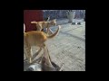 🤣❤️ So Funny! Funniest Cats and Dogs 2024 🐈😂 Funny Animal Videos 2024 # 24