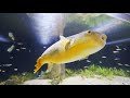 Master Breeder Picks His Top 3 Betta Fish at Aquarium Co-Op
