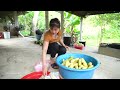 Harvesting Sticky Corn And Boiled Corn Goes To Market Sell, Farm Life - My Bushcraft / Nhất