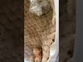 仮死状態のヒナを救った方法　How to save a dying chick