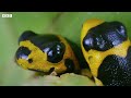 Being a Poison Dart Frog Parent is HARD | 4K UHD | Seven Worlds One Planet | BBC Earth