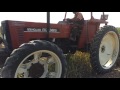 onion harvesting (Turkey)