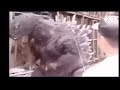 Godzilla dances to Go Bananas