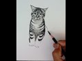How to draw a cat by pencil with easy ways.
