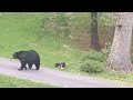 OMG! BEAR SIMONE BROUGHT HER FIRST CUBS!