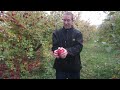 How to Crack an Apple in Half