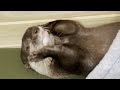 Otter Clipping My Nails! [Otter Life Day 742]