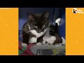 This Stray Cat Ask To Be Let Inside To Keep Her Kittens Safe | The Dodo