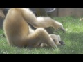 Baby Gibbon, Ting, at the Toledo Zoo!